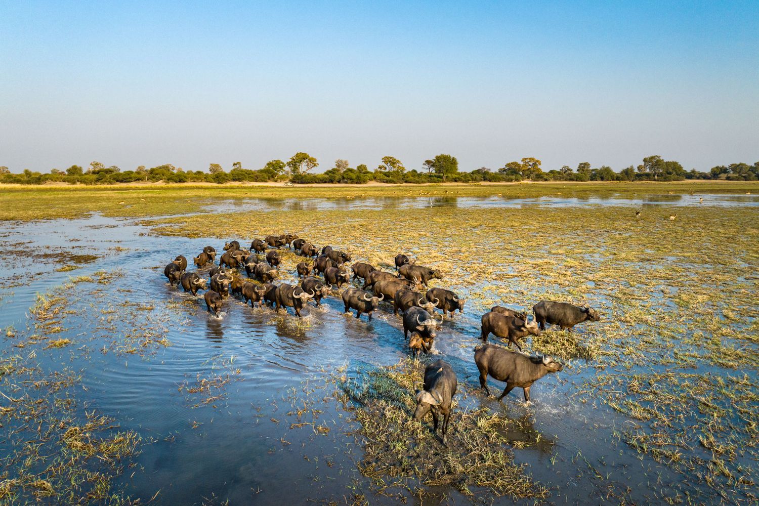 A herd of African buffalo wading through shallow waters in the Okavango Delta during dry season.