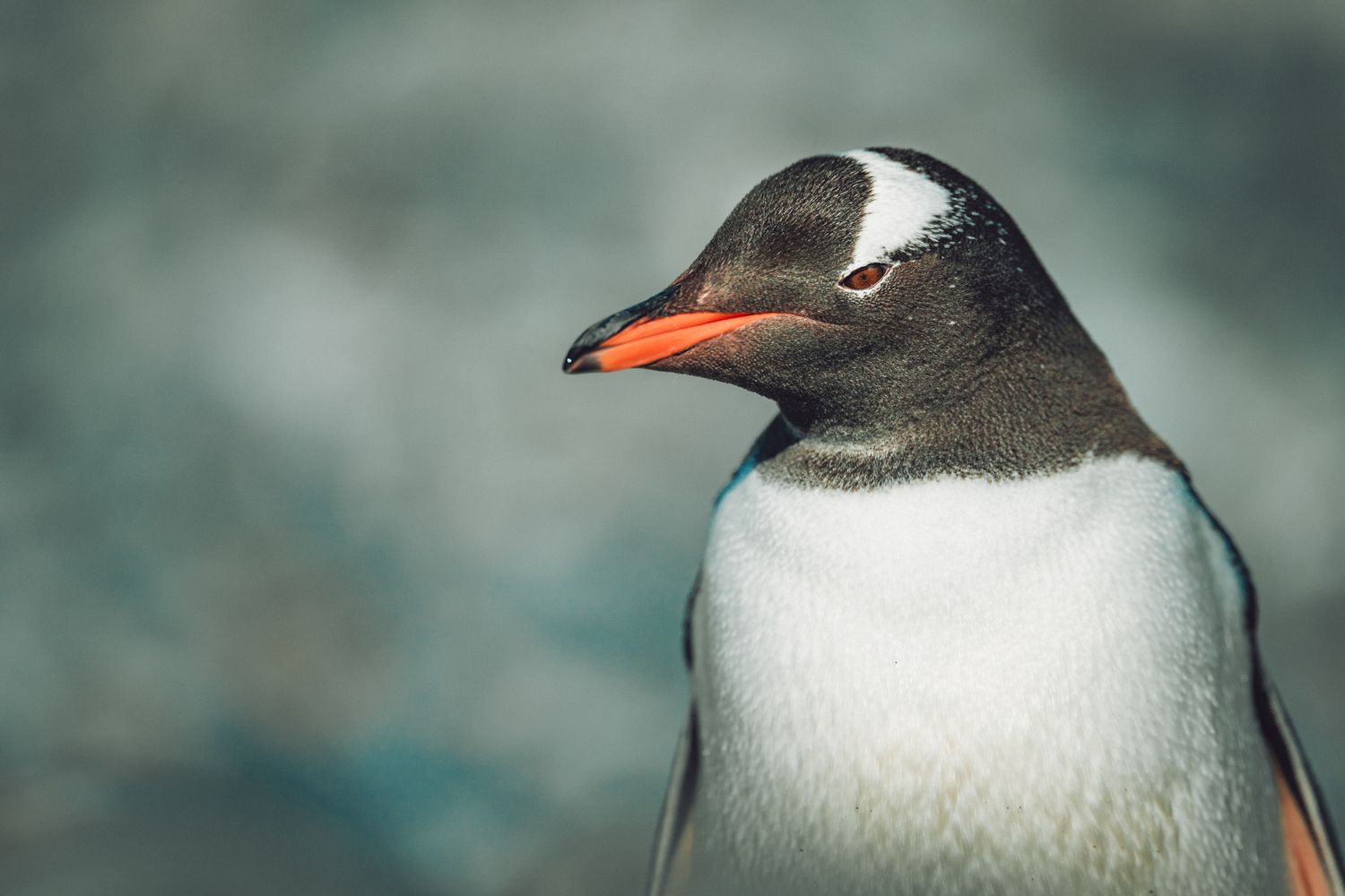 Close-up profile of a gentoo penguin's head showing its distinctive white and black markings and orange beak.