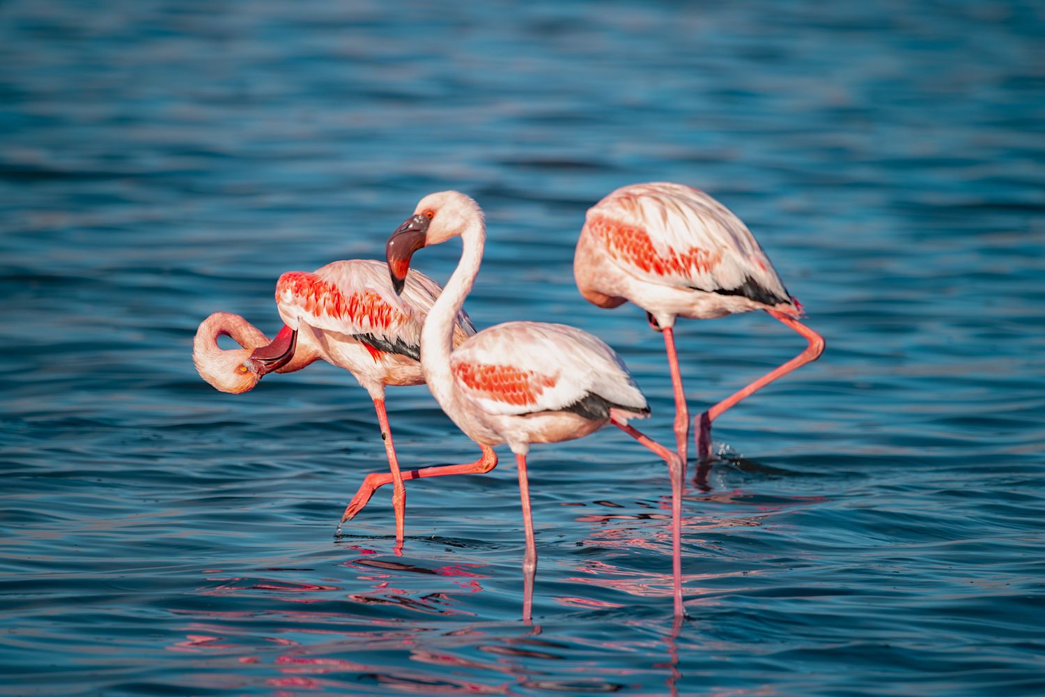 Three pink flamingos stand gracefully in turquoise blue water while feeding at sunset.
