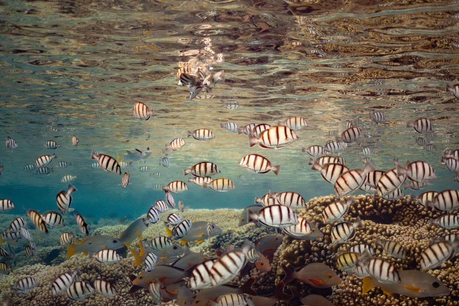 School of striped tropical fish swimming near coral reef in turquoise waters.