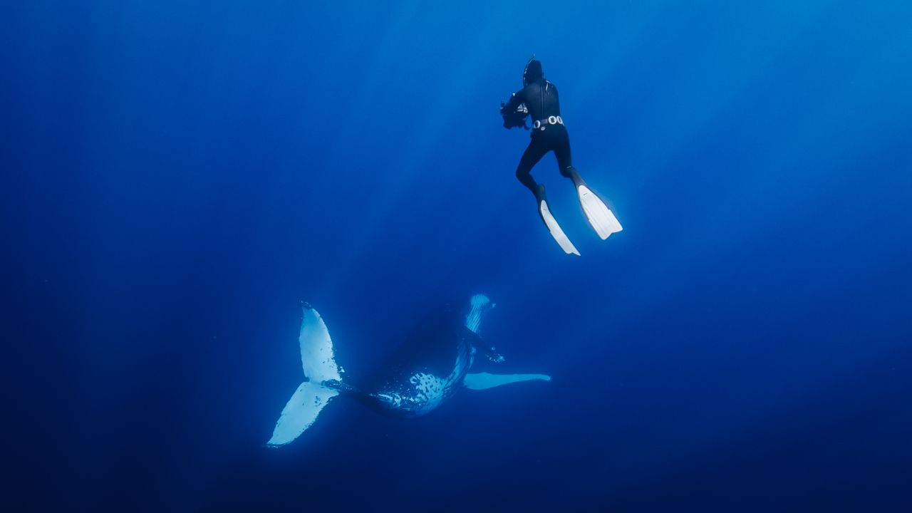 Scuba diver swimming with humpback whales in deep blue ocean waters.