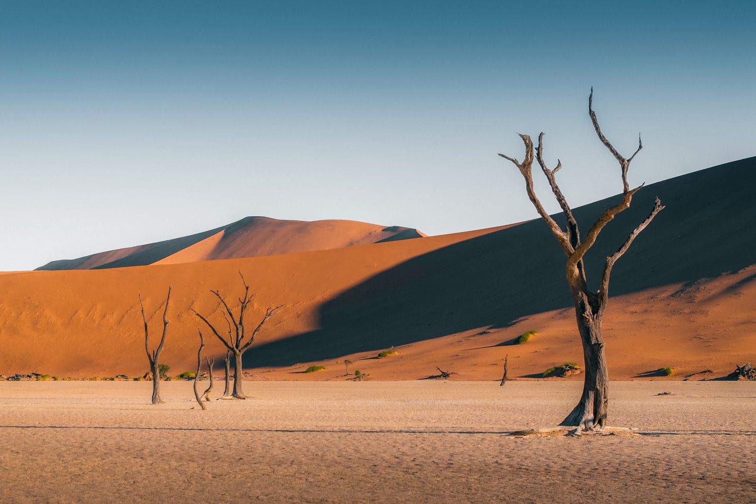 Dead acacia trees stand against towering orange sand dunes in the Deadvlei clay pan of the Namib Desert.