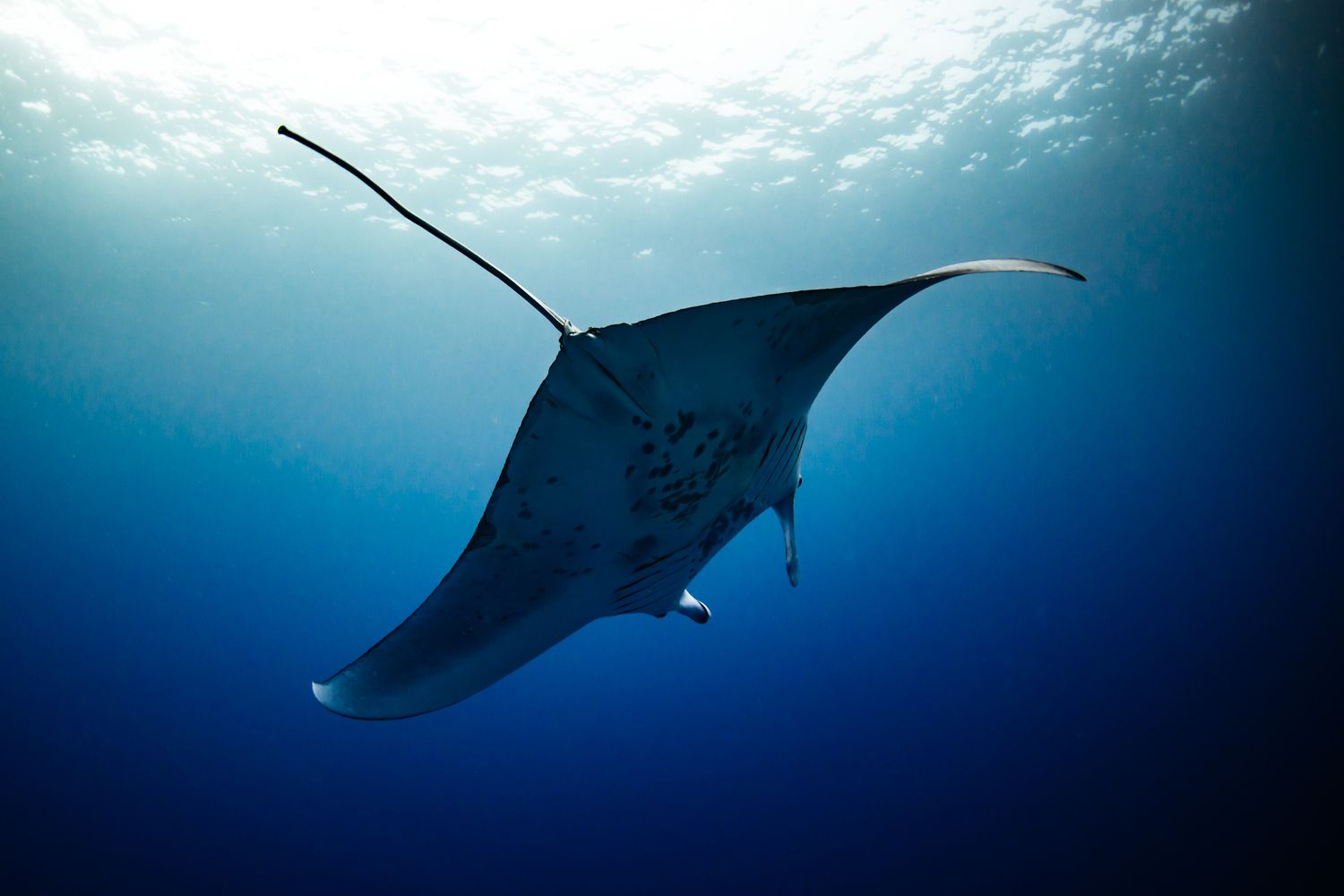 A graceful manta ray swims through deep blue ocean waters, silhouetted against sunlight filtering from above.