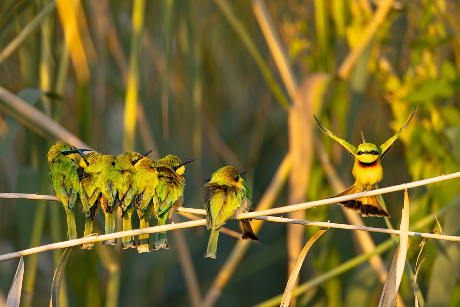 Little Bee-eater birds perched together on a branch in golden sunlight against blurred natural background.