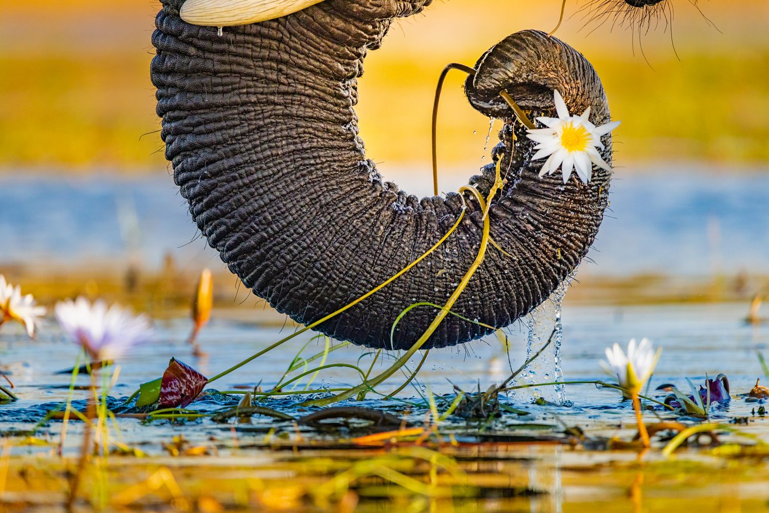 A striking photo captures a bird's wing forming a perfect arc over water lilies at sunset.