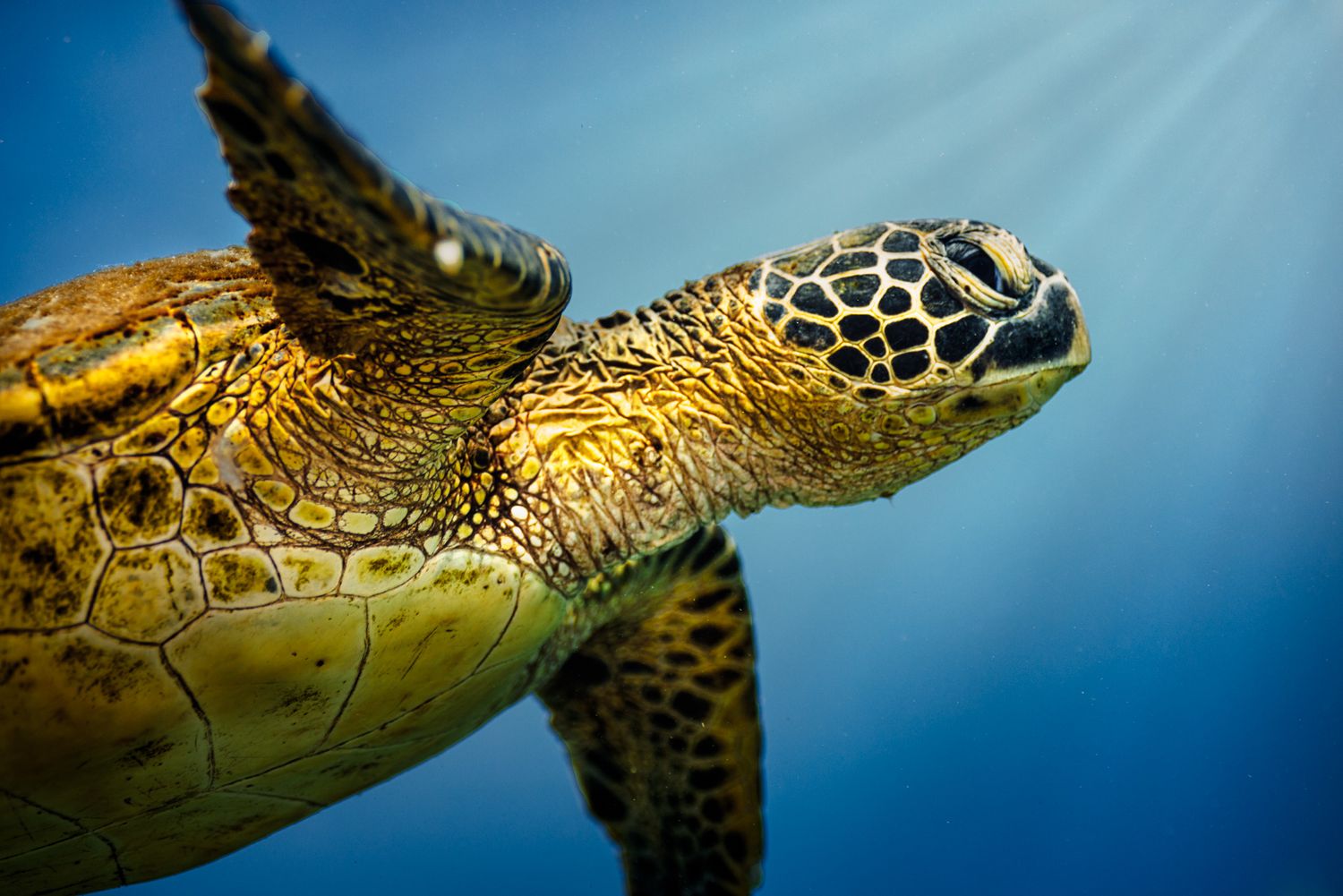 Close-up underwater photo of a Hawaiian green sea turtle swimming with textured shell against deep blue background.