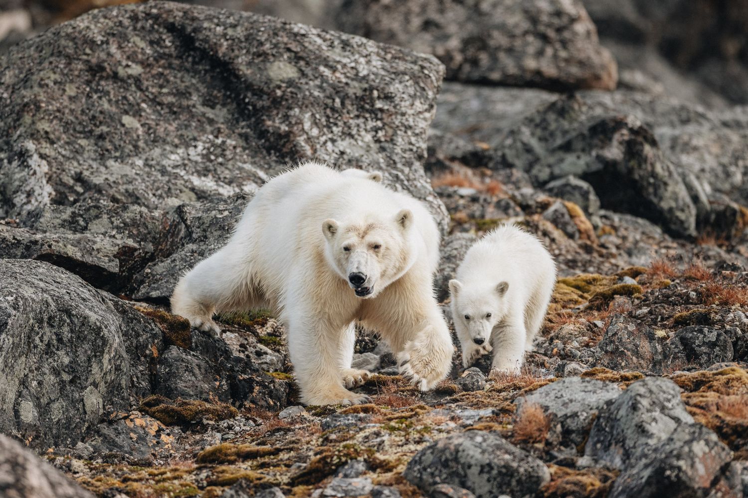 Two white polar bears walking together on rocky terrain with the larger one leading the way.