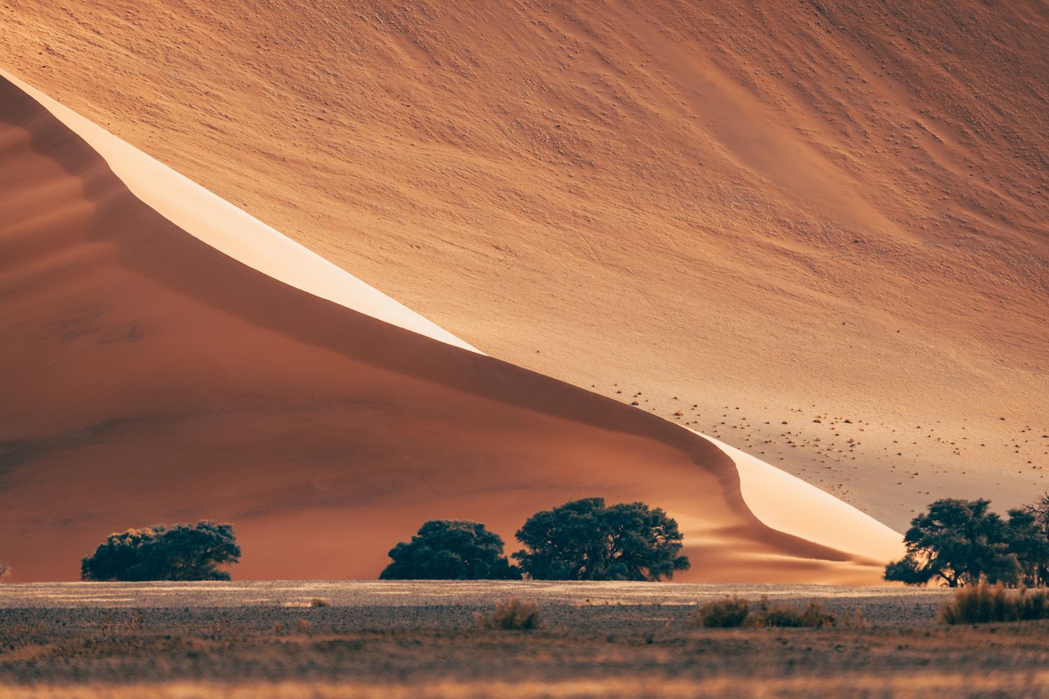 Towering orange sand dune rises behind silhouetted trees in Namibia's Sossusvlei desert landscape at sunset.