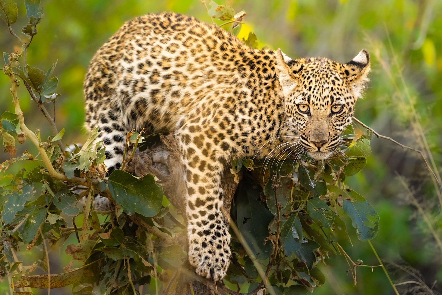 A majestic leopard with spotted coat lounges on a tree branch surrounded by green foliage in natural habitat.