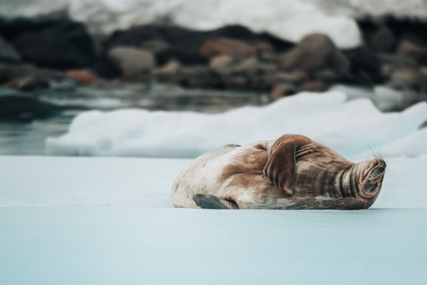 A walrus rests peacefully on floating glacial ice in Arctic waters, surrounded by a misty atmosphere.