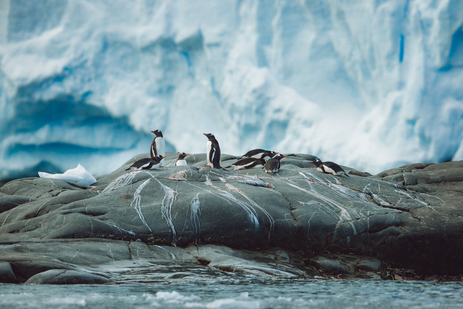 Penguins stand on rugged rocks with a massive blue glacier wall looming in the background.