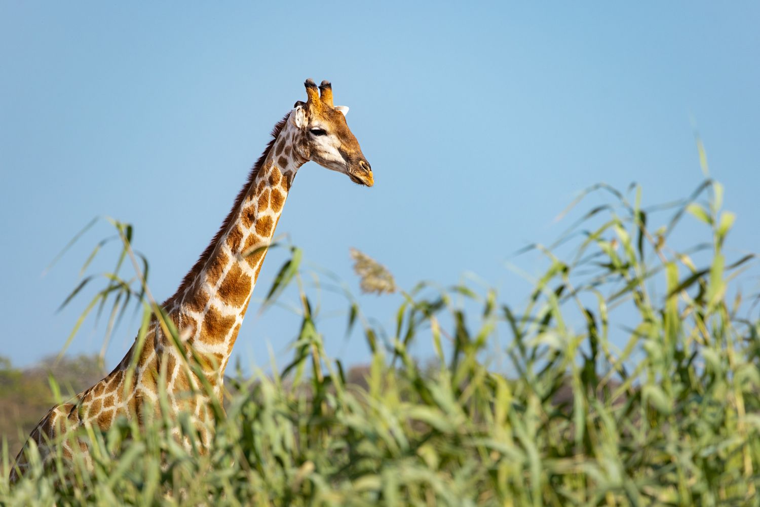 A giraffe's head and long neck peek above green vegetation against a blue sky background.