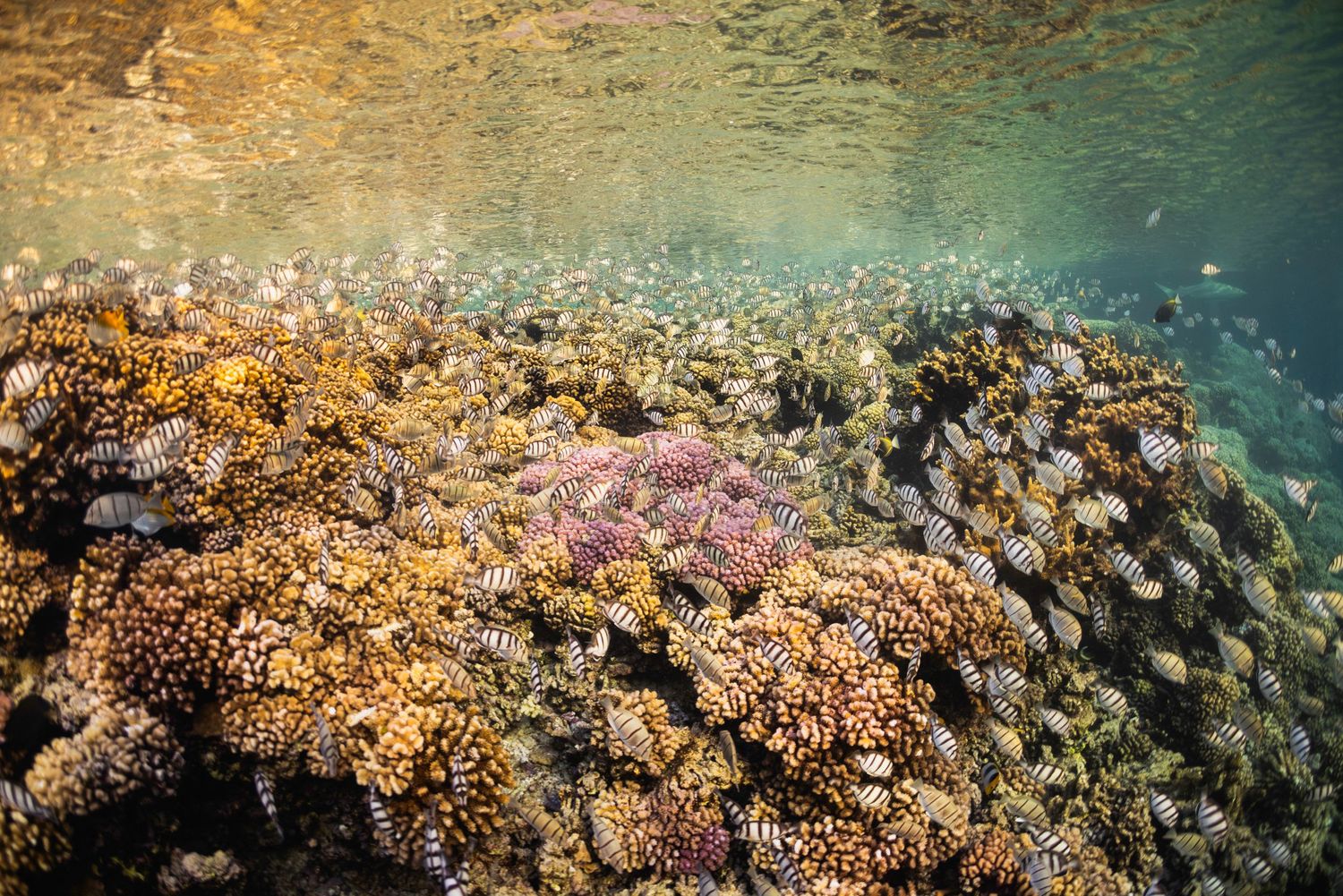 Vibrant coral reef ecosystem with colorful corals and marine life in crystal clear waters.