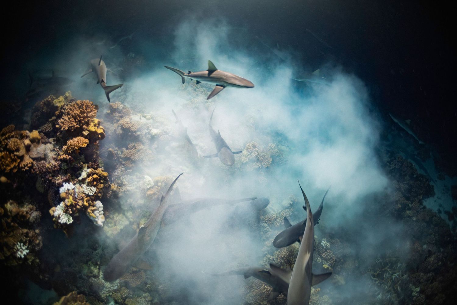 Sharks swim through misty underwater scene with coral reef and dramatic lighting.