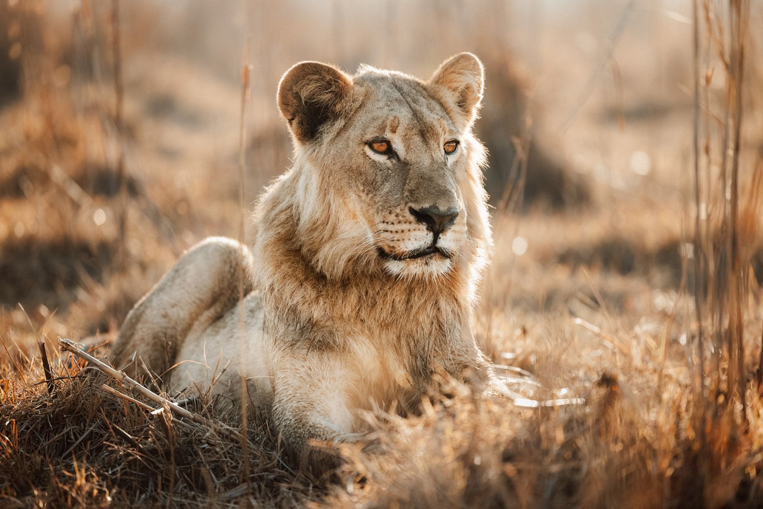Young lioness rests in golden African savanna grass during warm afternoon light.