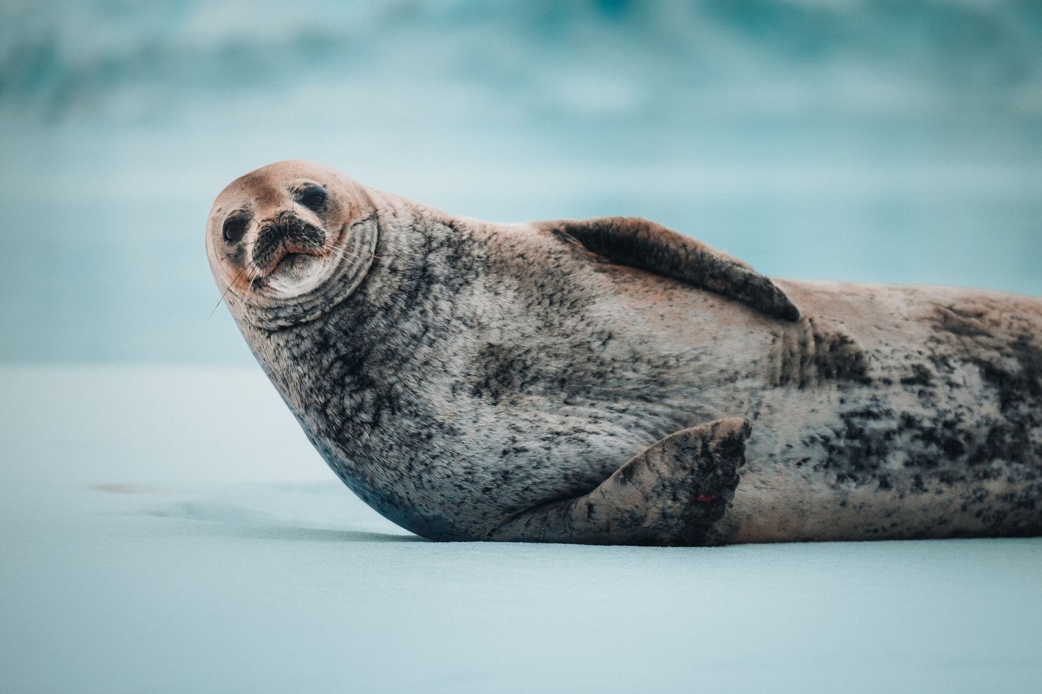 A spotted seal resting on ice with its whiskery nose in focus against a blurry turquoise background.