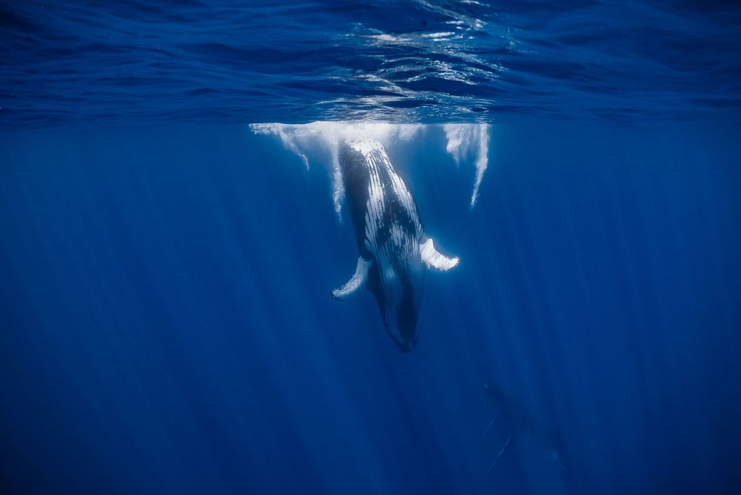 Multiple humpback whales swim vertically beneath the ocean surface creating distinct white patterns.