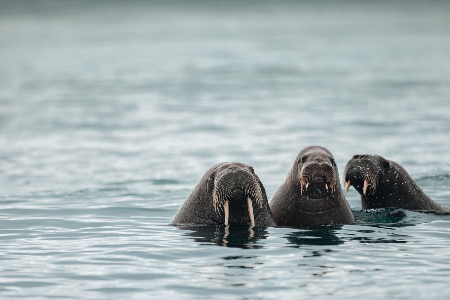 Three walruses swimming together in cold arctic waters with their heads above the surface.