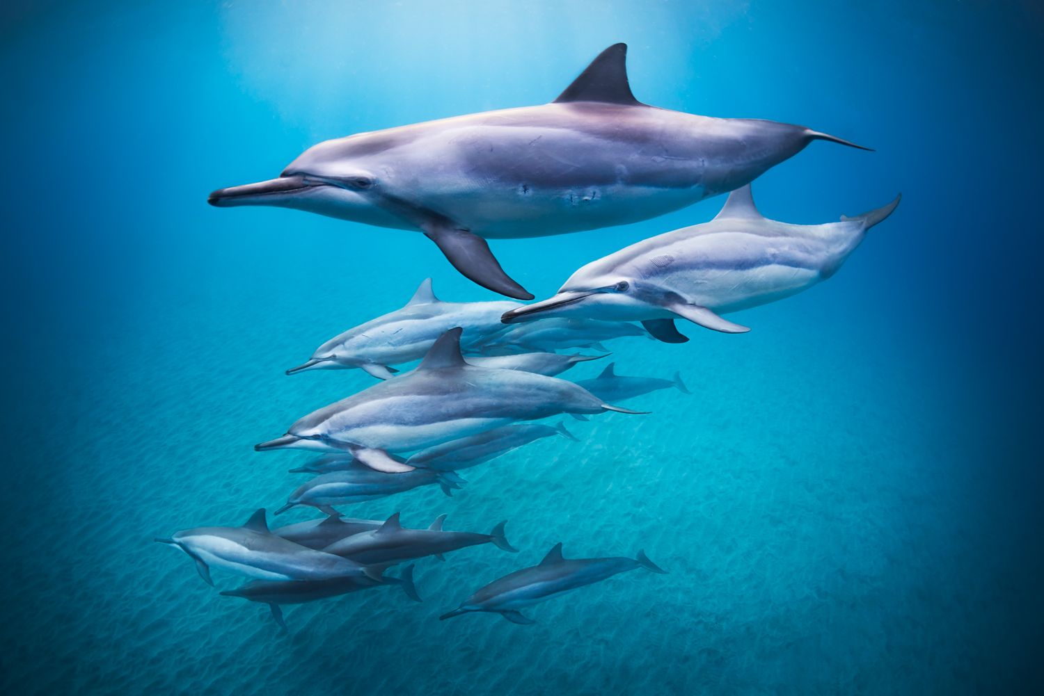Pod of spinner dolphins gracefully swimming together in clear blue tropical waters.
