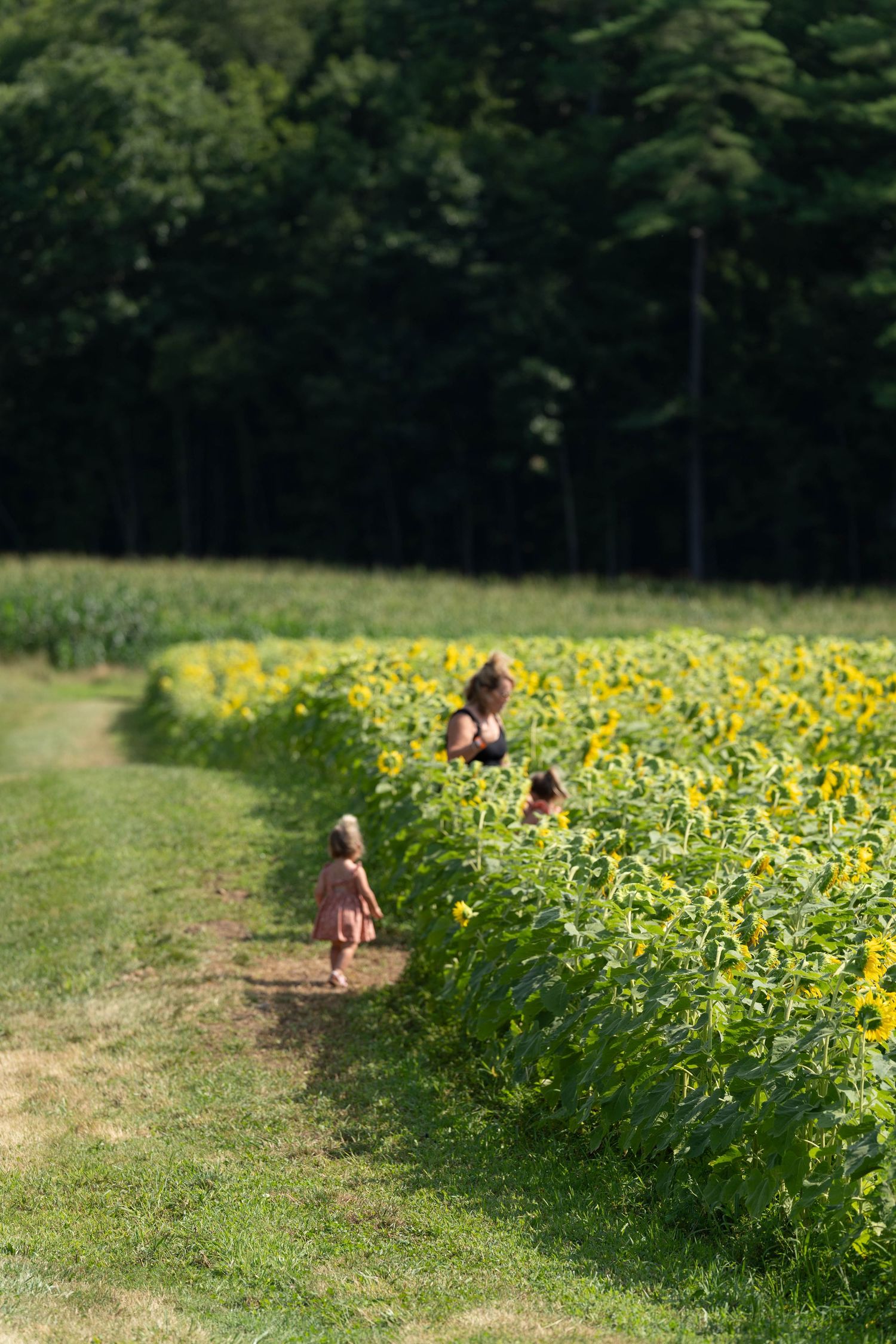 sunflower fields