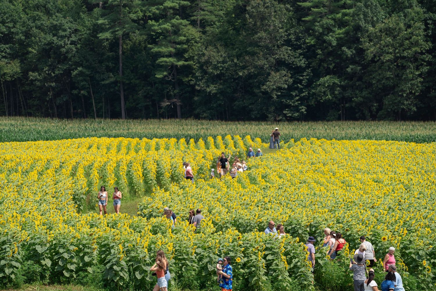 sunflower fields