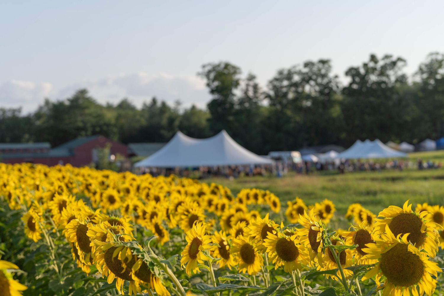sunflower field