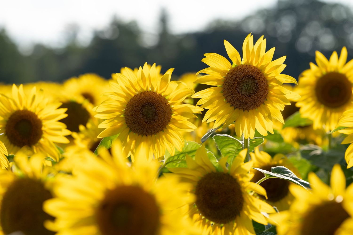 sunflowers