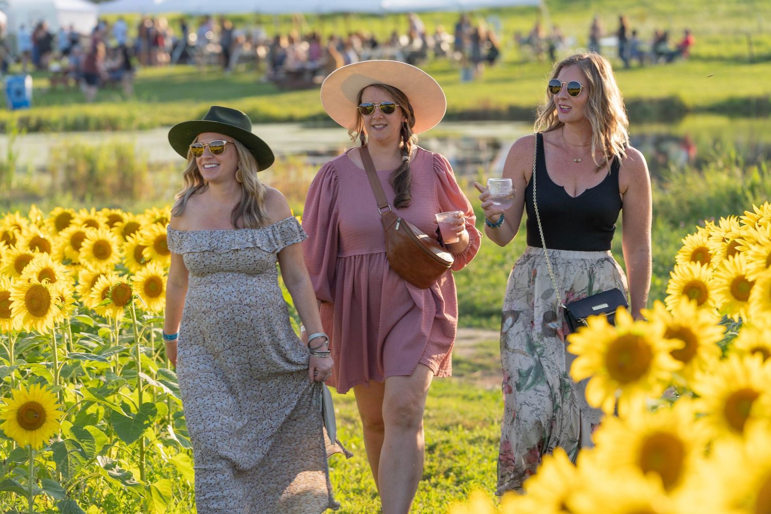 sunflower field