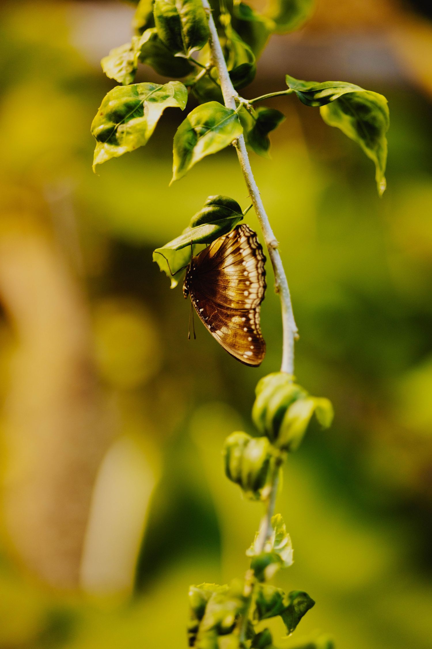 Brown butterfly resting on green plant stem in soft focus garden setting.
