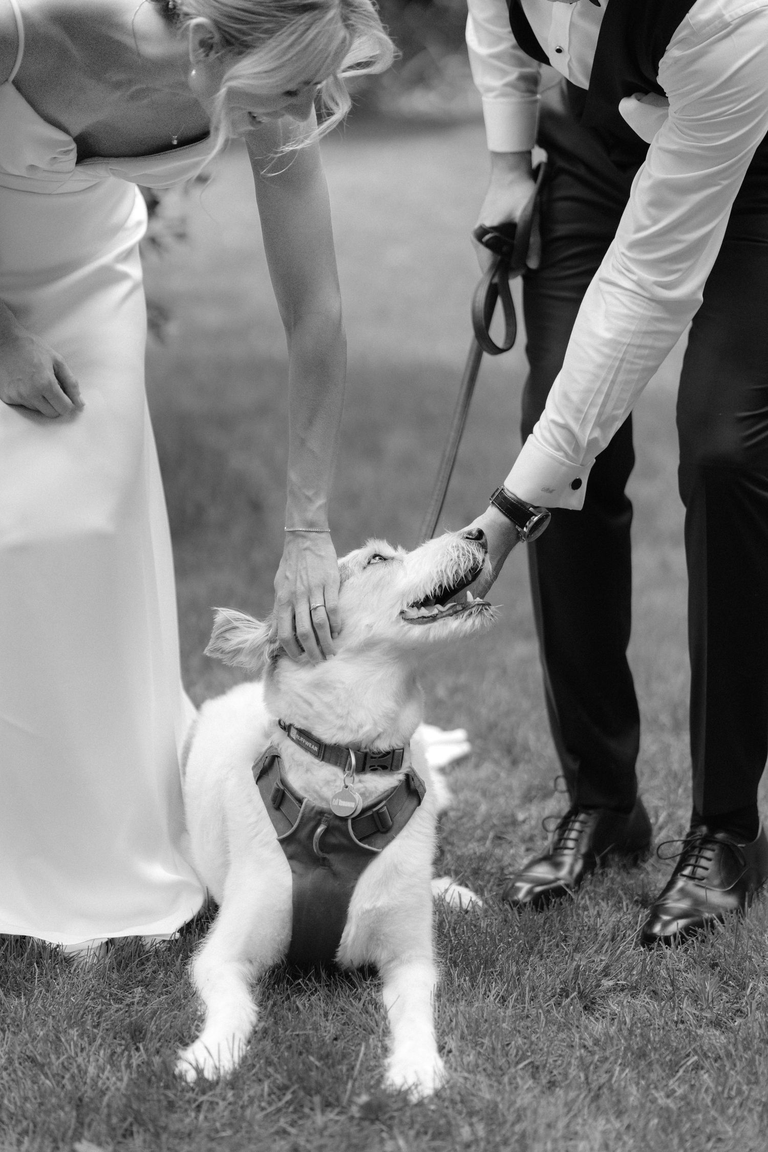 Black and white photo of a bride and groom petting their dog on a leash during a wedding ceremony outdoors.