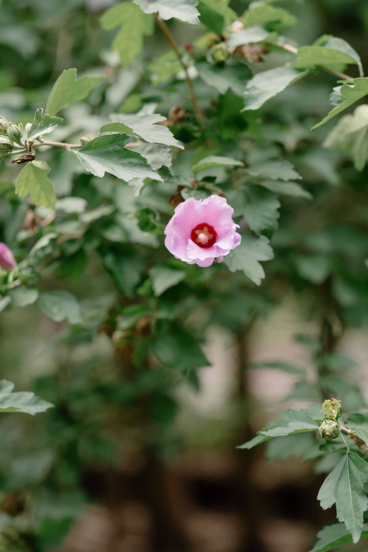 A single pink hibiscus flower blooms among lush green leaves on a shrub in a garden setting.