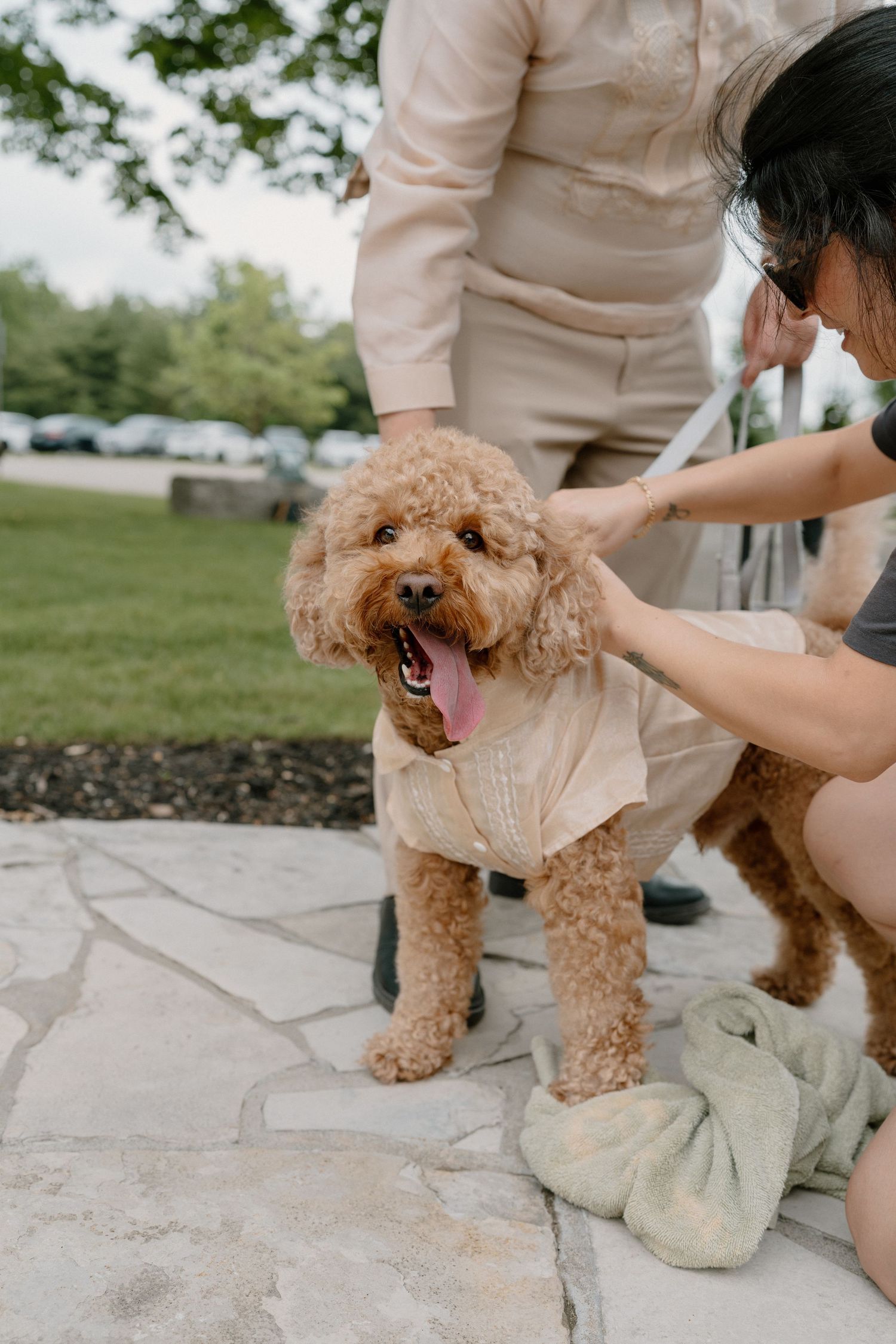 A fluffy golden doodle wearing a cream outfit being dressed by a person on a stone patio outdoors.