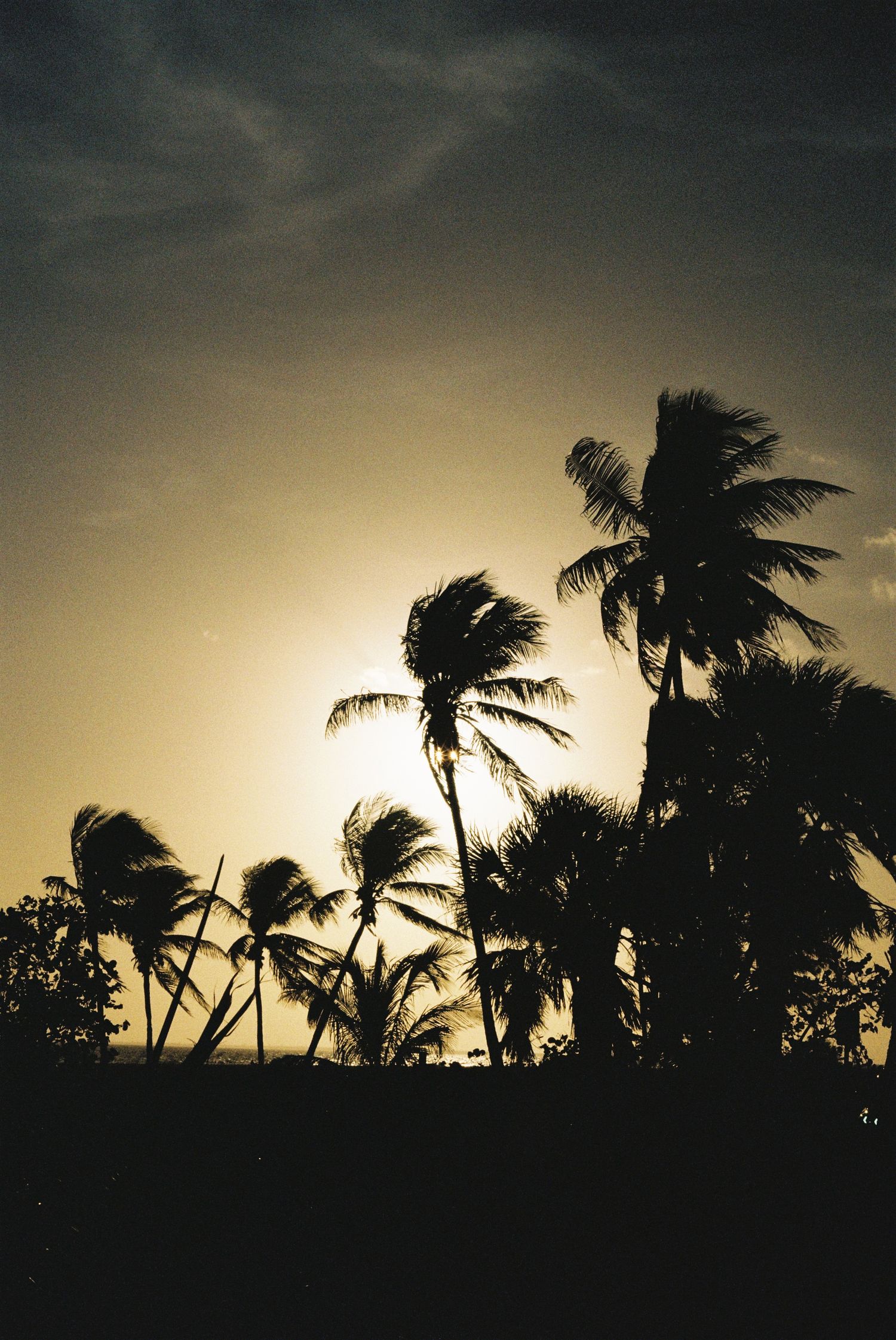 Dramatic silhouette of palm trees against a dusky sky creating a tropical sunset scene.