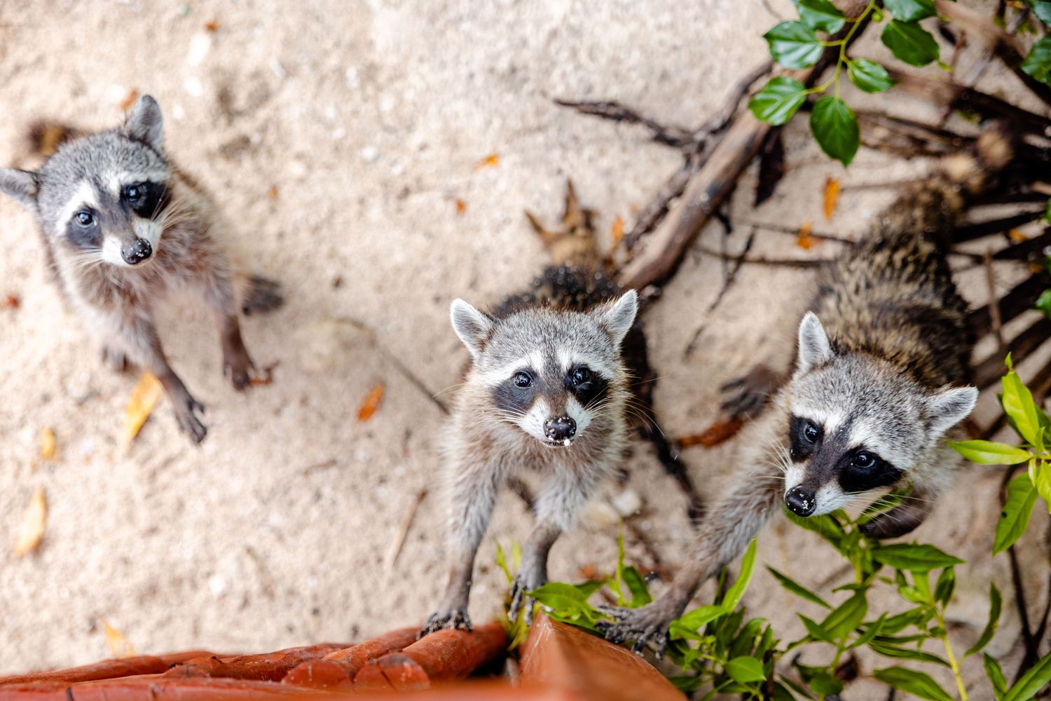 Three young raccoons looking up curiously from a sandy garden area surrounded by green plants and branches.