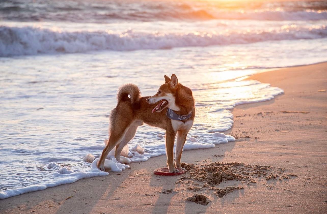 A Shiba Inu dog stands at the beach during sunset watching the waves.