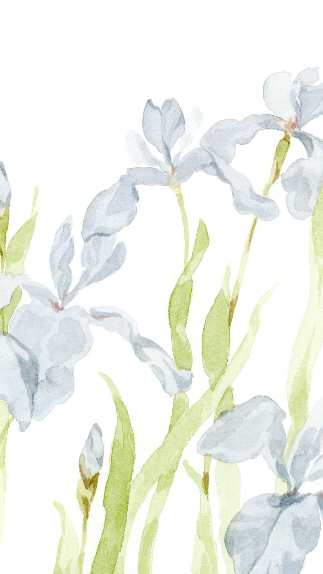 Delicate watercolor painting of soft blue-gray iris flowers with green stems on a white background.