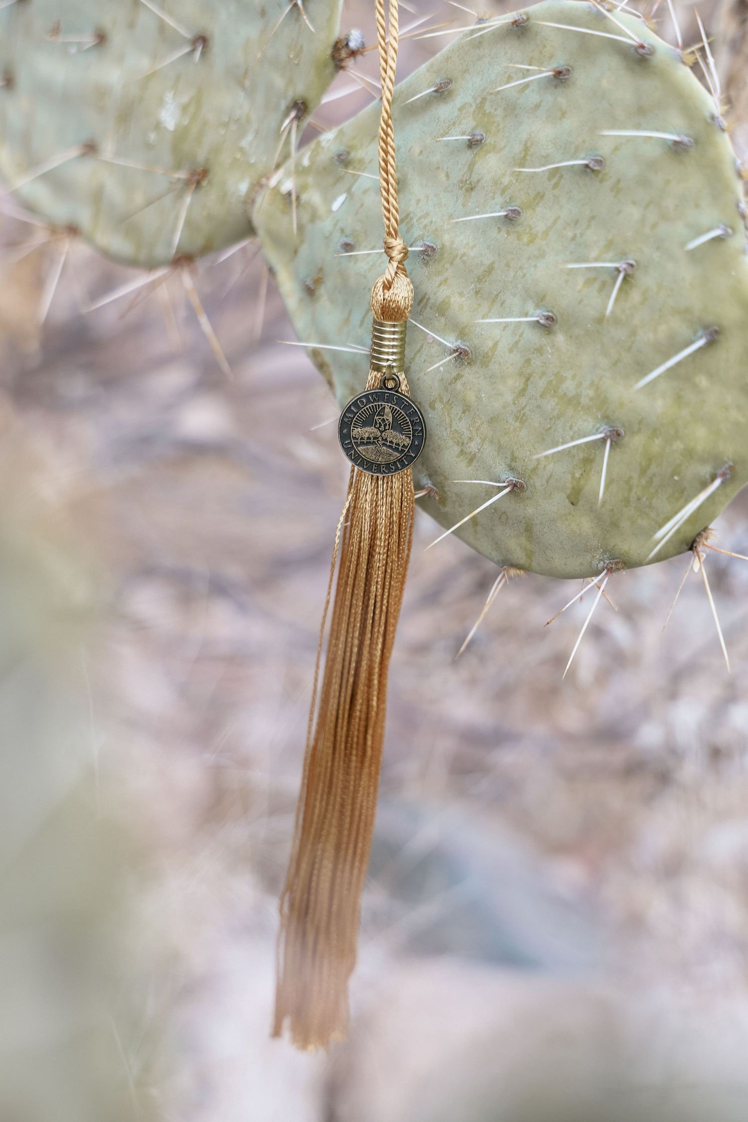 Gold tassel necklace with coin pendant hanging on a prickly pear cactus in a desert setting.