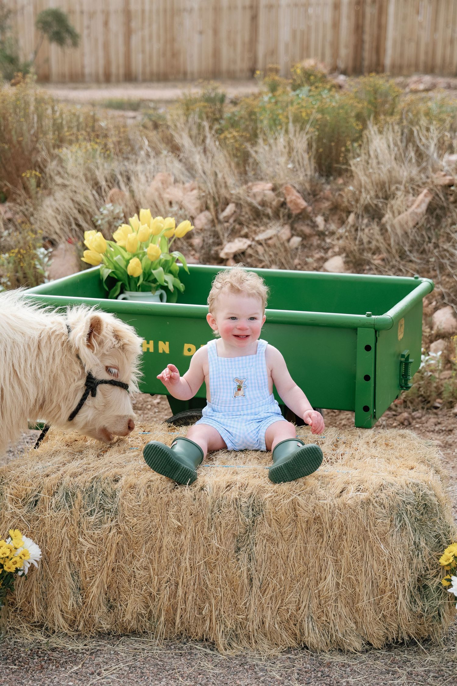 Baby in blue romper sits on hay bale beside a mini cow with green John Deere wagon and yellow tulips.