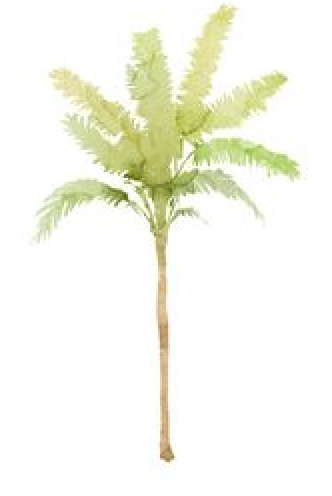 Watercolor illustration of a tropical palm tree with feathery green fronds on a slender brown trunk.