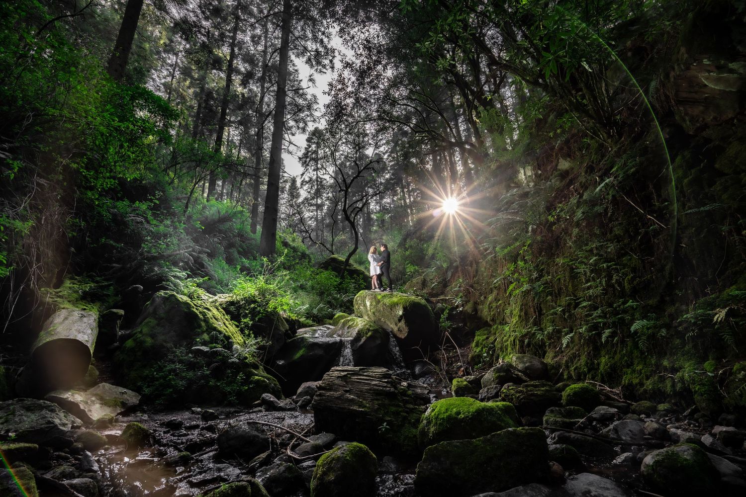 Sunlight streams through dense forest canopy creating dramatic rays between dark tree silhouettes.