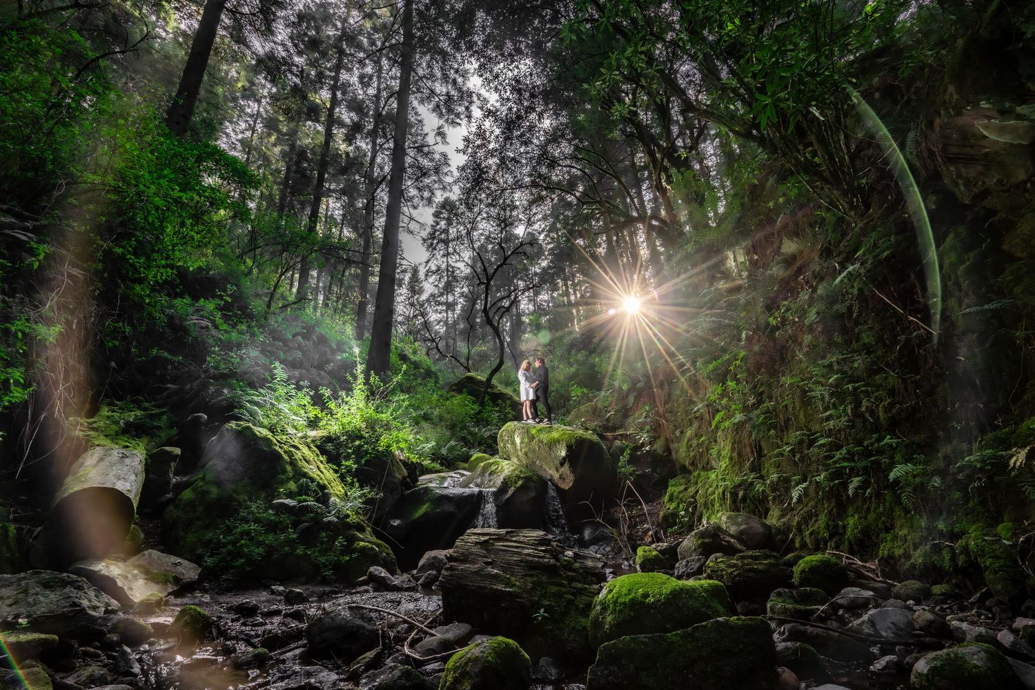 Sunlight streams through a dense forest canopy creating dramatic rays between tall evergreen trees.