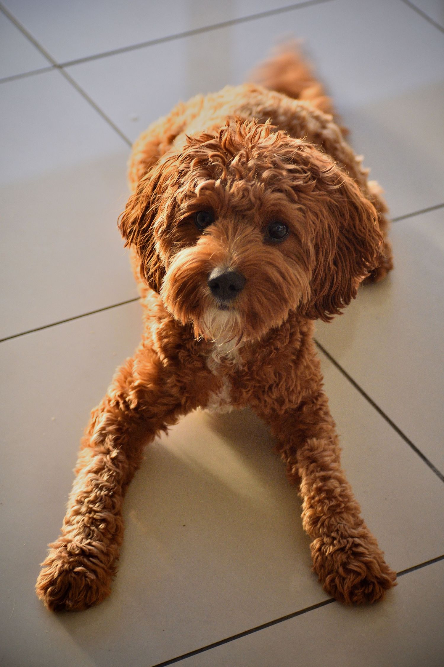 Dog looking at the camera - pet photography