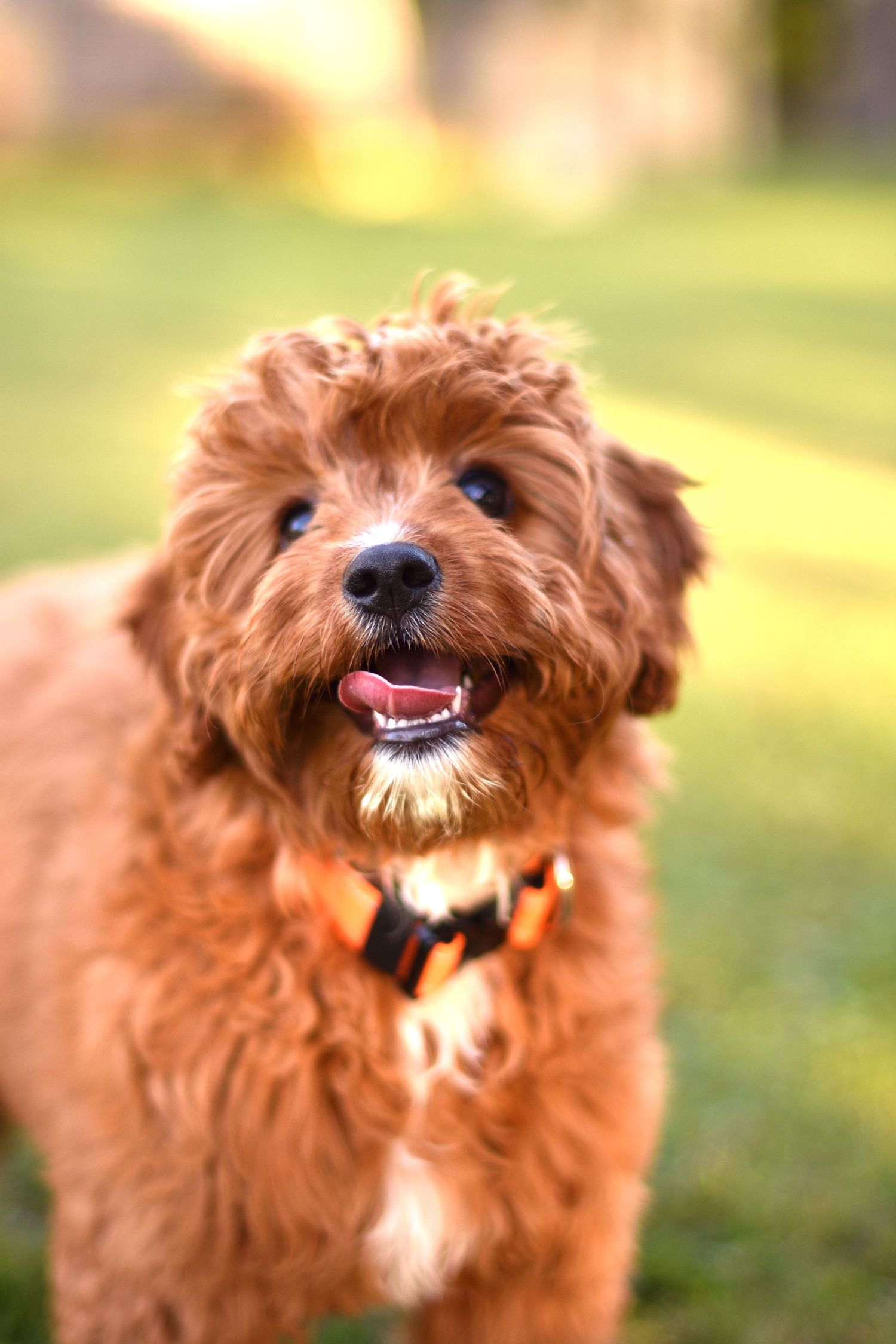 Dog portrait - pet photography