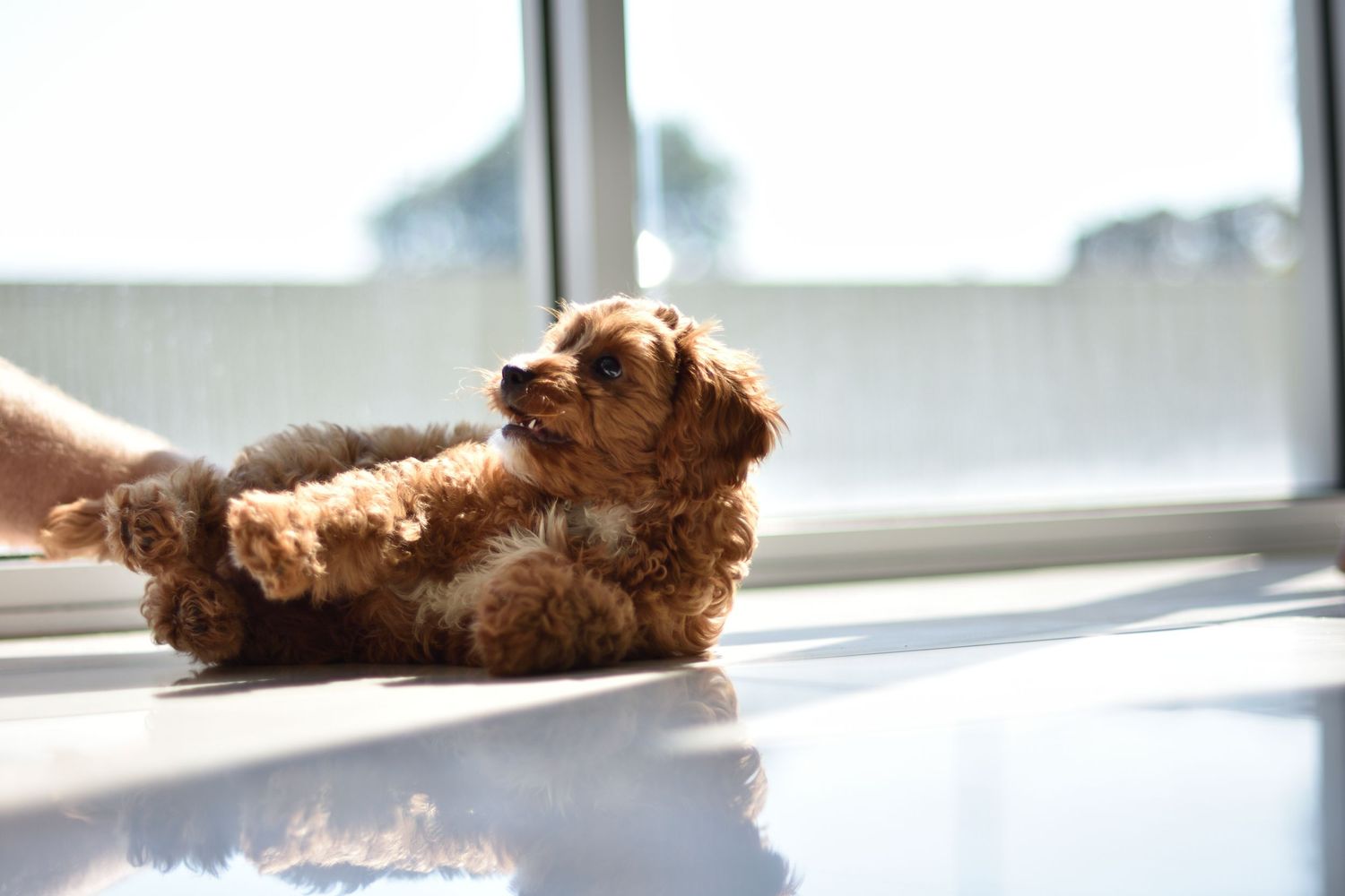 Dog playing and having a good time - pet photography
