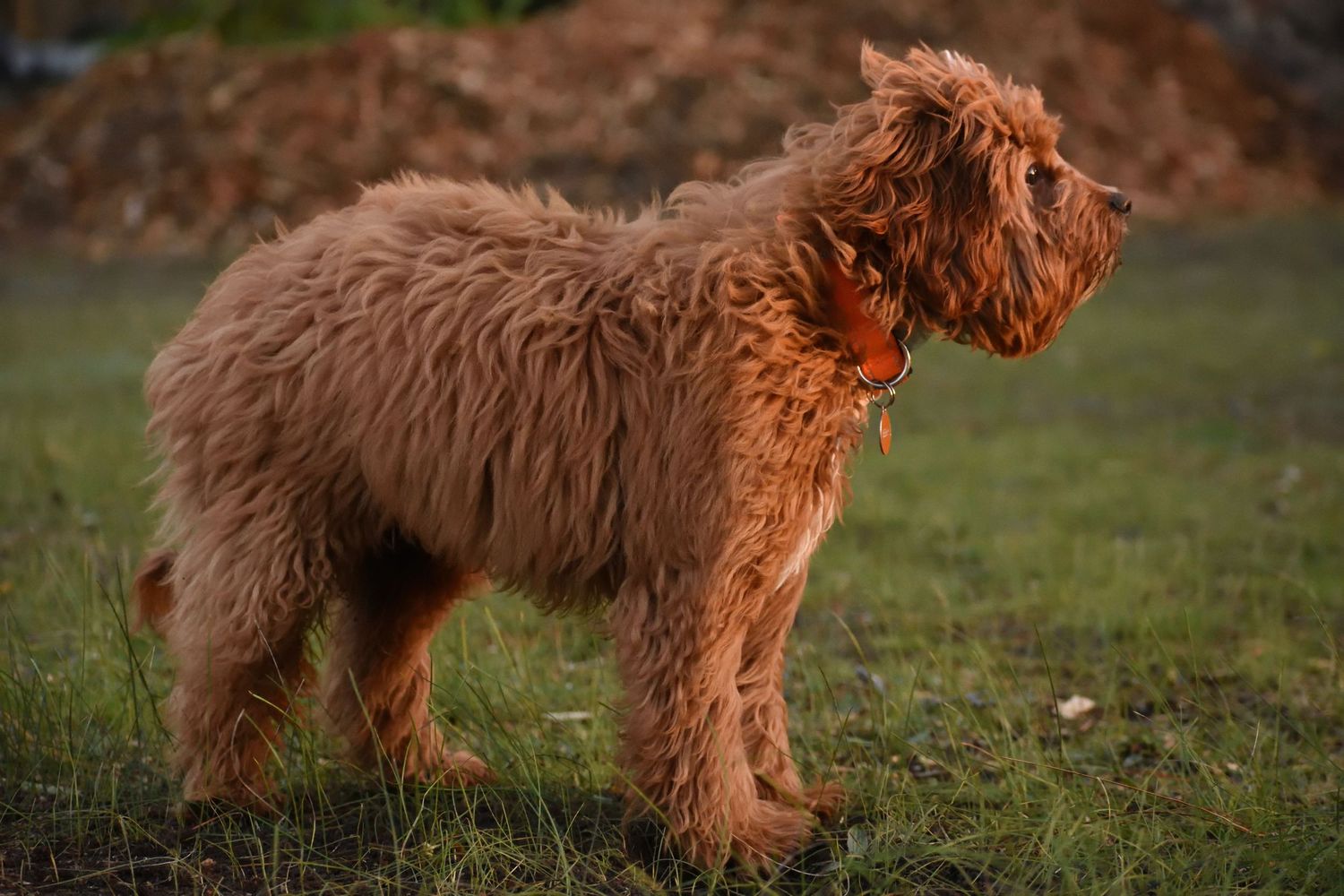 Dog looking into the distance at sunset - pet photography