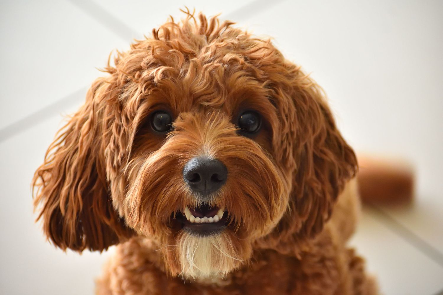 Dog looking at the camera - pet photography