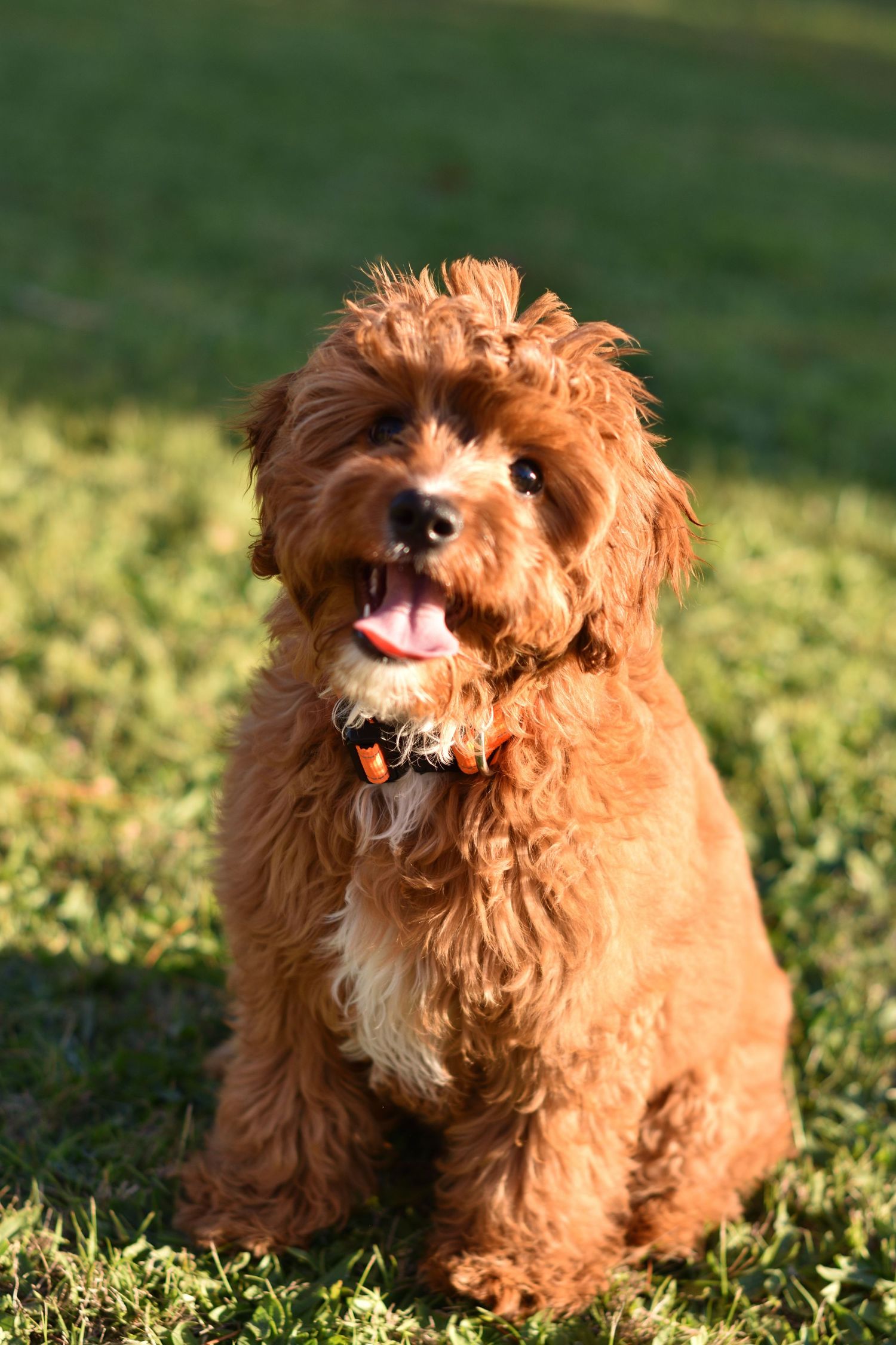 Dog portrait - pet photography