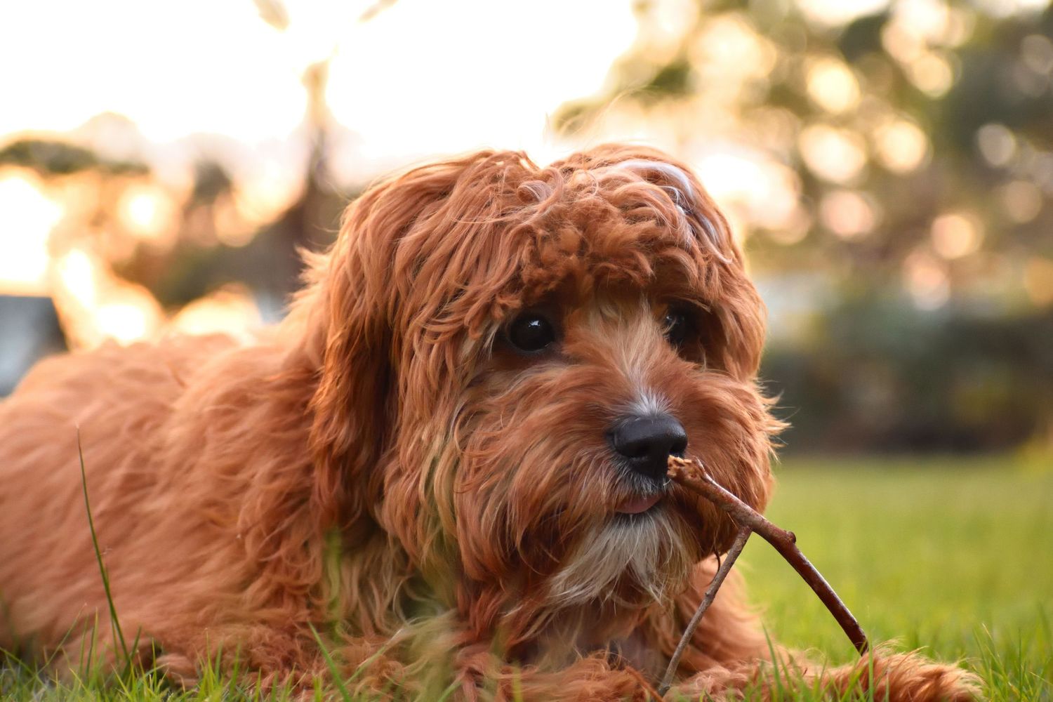 Dog playing with his stick - pet photography