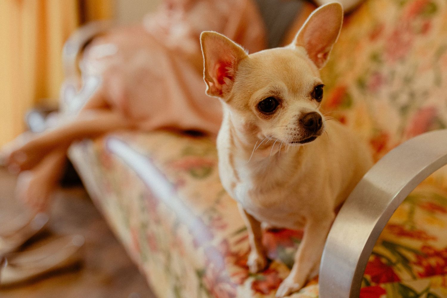 A white Chihuahua puppy wearing a light-colored bow sits among floral patterned fabric.