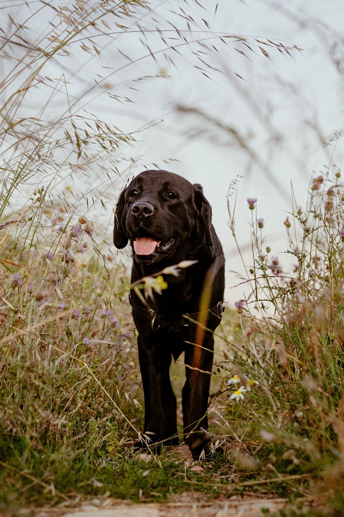 A happy black Labrador retriever standing among tall grasses on a nature path.